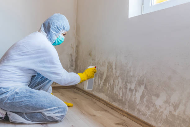 Licensed Basement Mold Remediation service in Flagtown, NJ - Car Mold Remediation