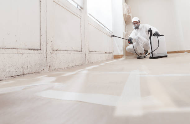 24/7 Emergency Basement Mold Remediation experts in Flagtown, NJ