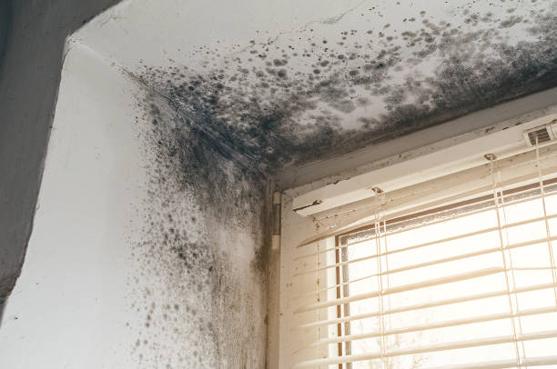 Affordable Basement Mold Remediation solutions in Flagtown, NJ